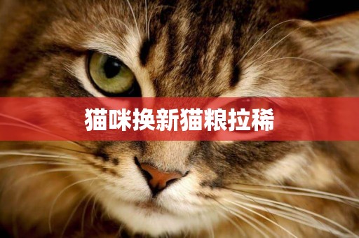 猫咪换新猫粮拉稀